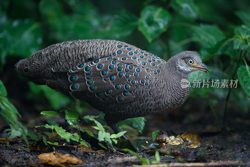 雉鸡鸟:成年雄性灰孔雀雉(Polyplectron bicalcaratum)